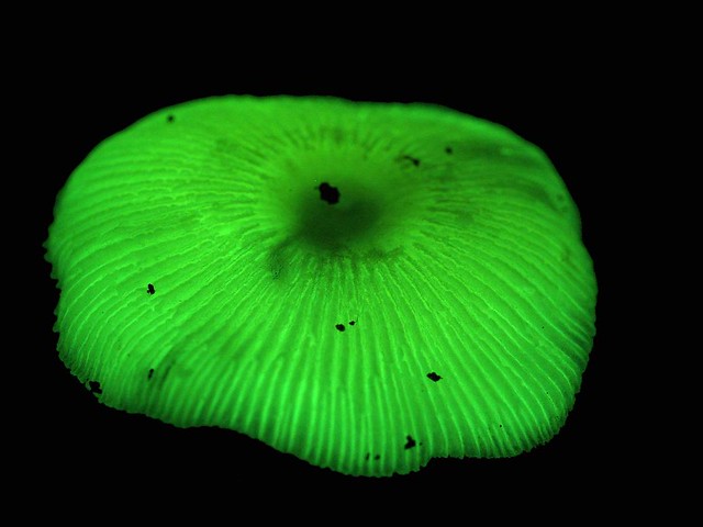 Luminous Fungi Mycena chlorophanos