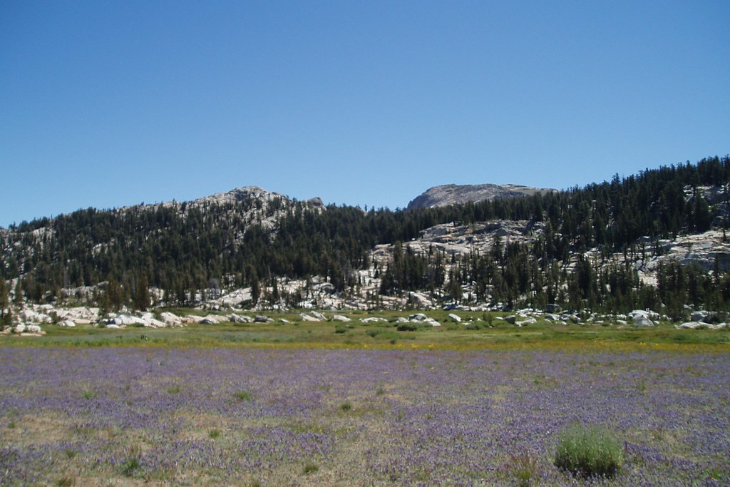 Whitesides Meadow