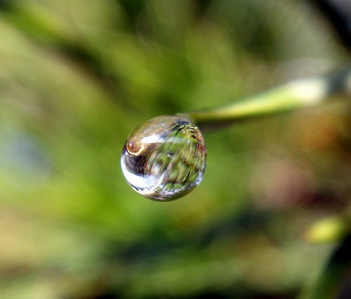 gota2 | water drop indeed. | VillegasLillo | Flickr
