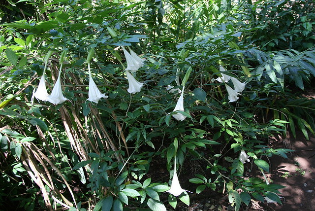 Brugmansia insignis (Solanaceae)