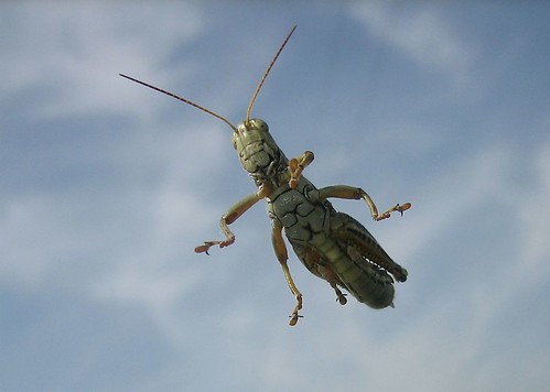 summer vacation insect stlouis missouri grasshopper differentialgrasshopper riverlands melanoplusdifferentialis flickrnature bokehlicious buzznbugz flickrsmasterpieces