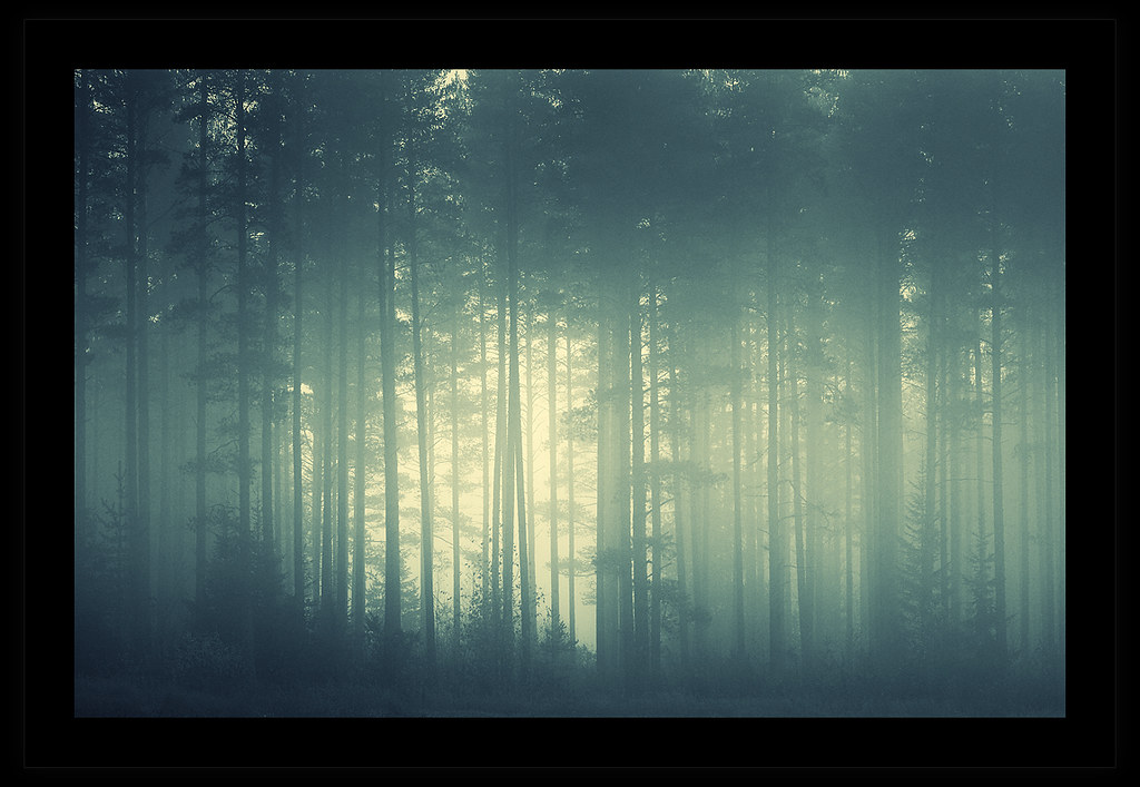 Foggy Forest by Joni Niemelä