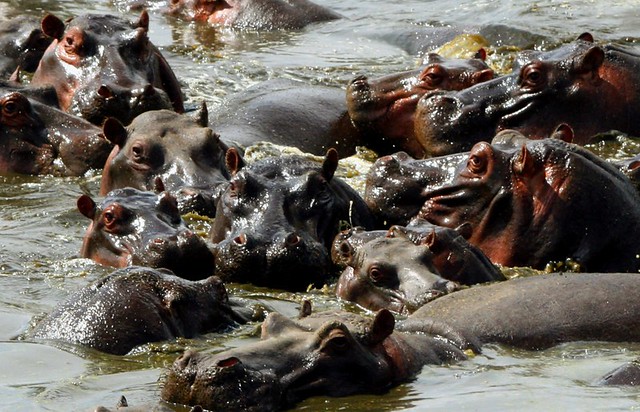 Hippo party - you're all invited