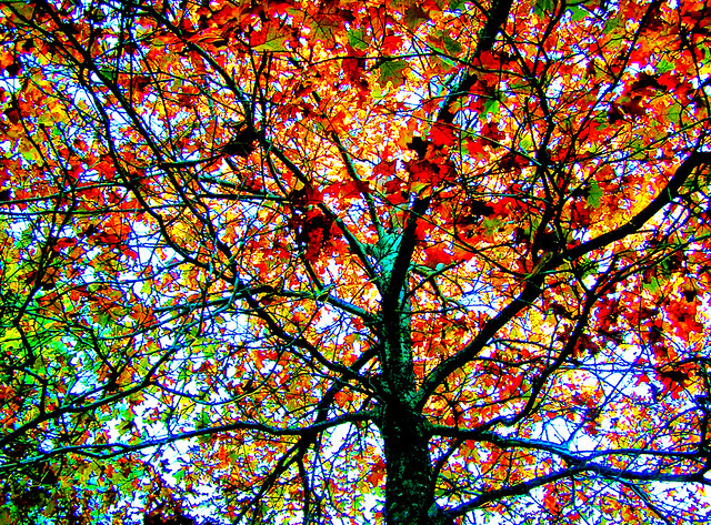 Pine Forest Colorful Tree