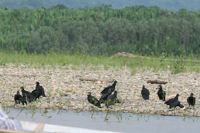 Coragyps atratus (Black Vultures)