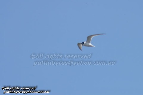 Little Tern - Sterna albifrons