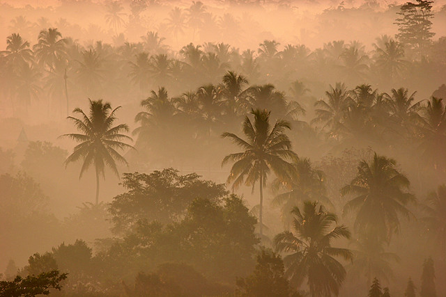 Coconuts in the Mist