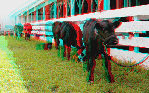animal cow stereoscopic stereophoto 3d farm anaglyph iowa calf siouxcity anaglyphs redcyan 3dimages 3dphoto 3dphotos 3dpictures siouxcityia stereopicture