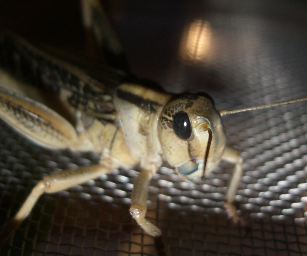 ziiiirp | took the picture of this faszinating insect in a p… | Flickr