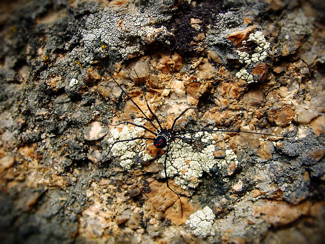 Mongolian Spider