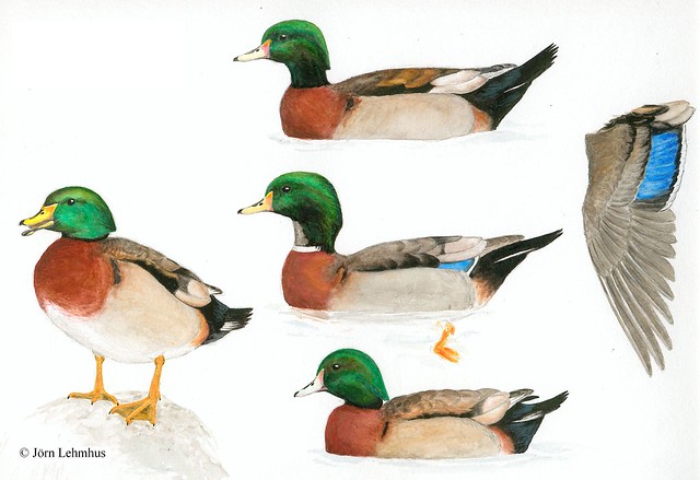 Wood duck x Mallard males