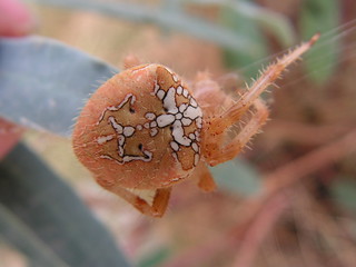 Araña sobre Euphorbia