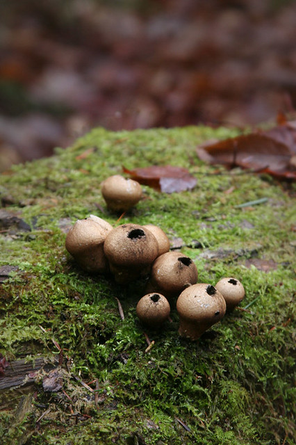 Mushroom Family