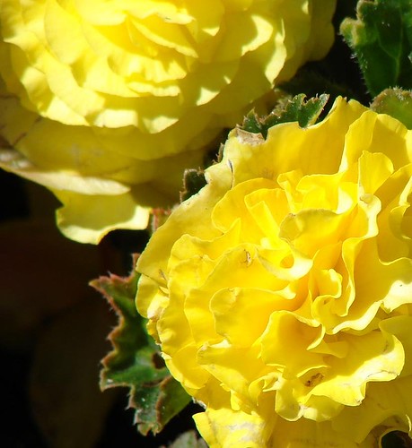 Begoniaceae Begonia | by echoforsberg