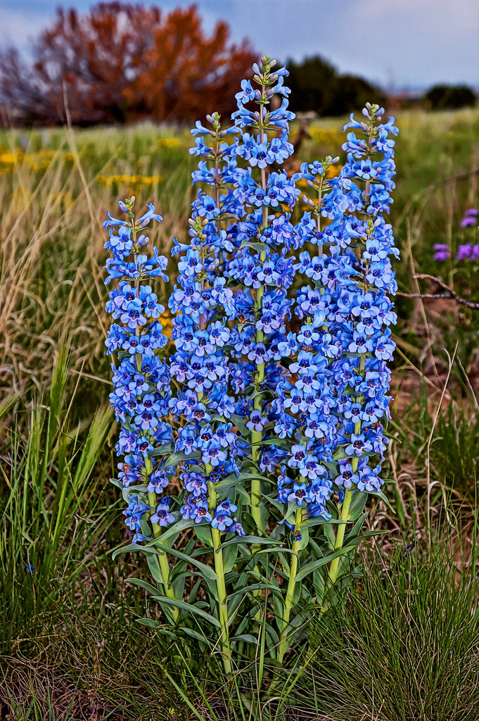 Leaning Towers of Penstemon by Fort Photo
