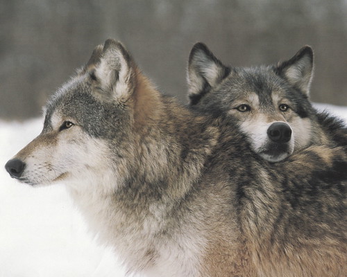 wolf love | by vgalek3