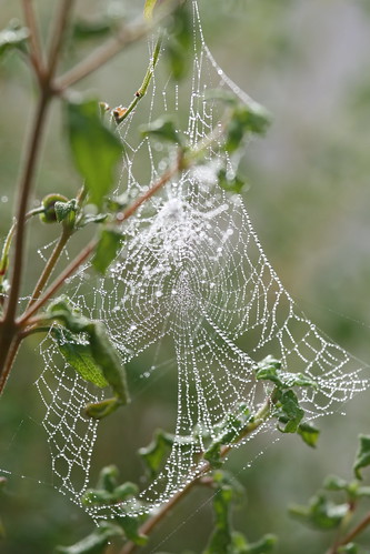Tangled Web Weaved | by Randy Son Of Robert