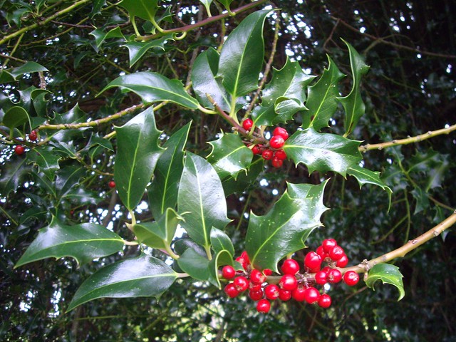 Two springs of holly