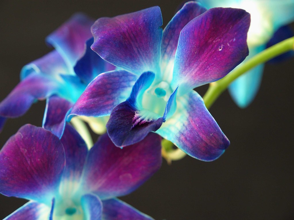 Orchid4 | Ben Henry | Flickr