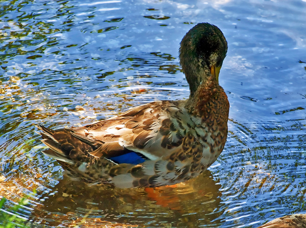 A duck in the River Itchen near Winchester.