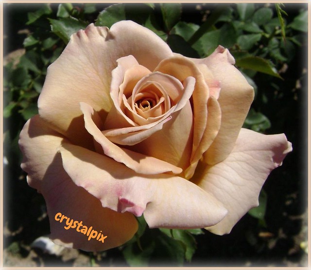 light brown rose
