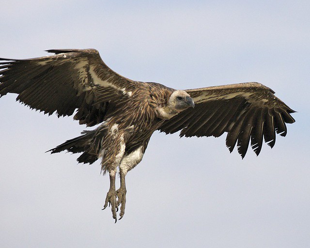 African white-backed vulture - juvenile | White-backed Vultu… | Flickr