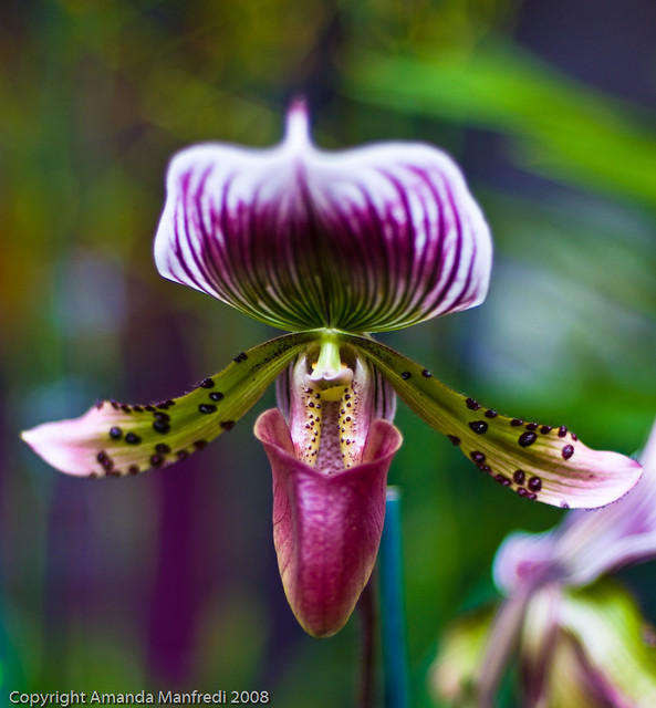 Purple Paphiopedilium Slipper Orchid