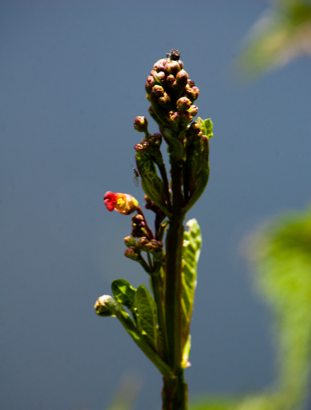 Figwort, flowers about to open