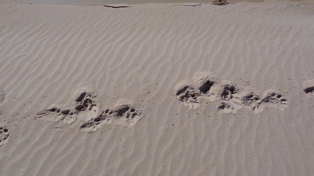 Otter Footprints - Otter Trail