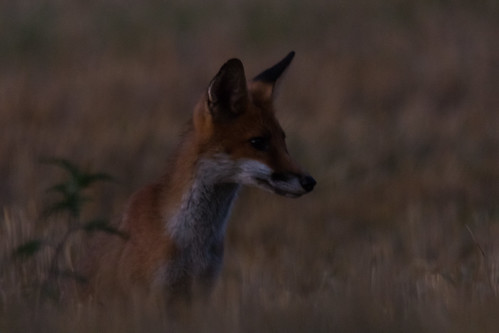 Renard roux (Vulpes vulpes) [1/3] | New fox set once again u… | Flickr