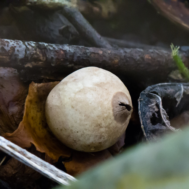 Collared earthstar, Castlecroft