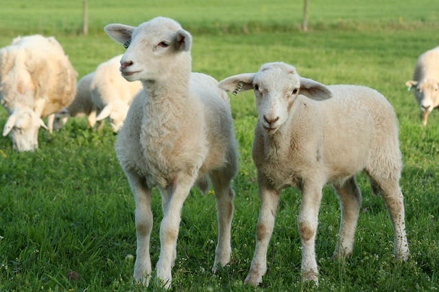11's twin ewe lambs