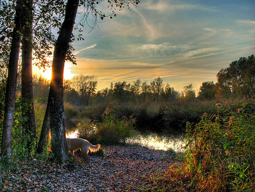 Autumn sunset on the pond border by Al Brando