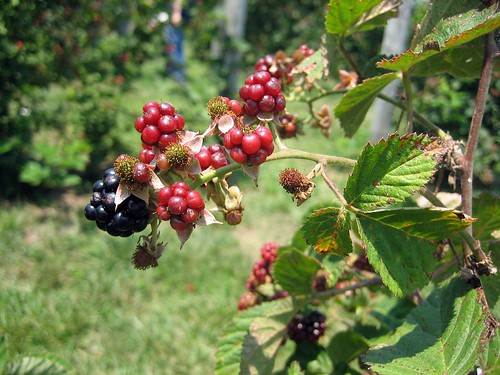 travel macro canon virginia berry blackberry farm orchard va raspberry shenandoah shenandoahvalley canonsd450 sd450 raphine orchardside