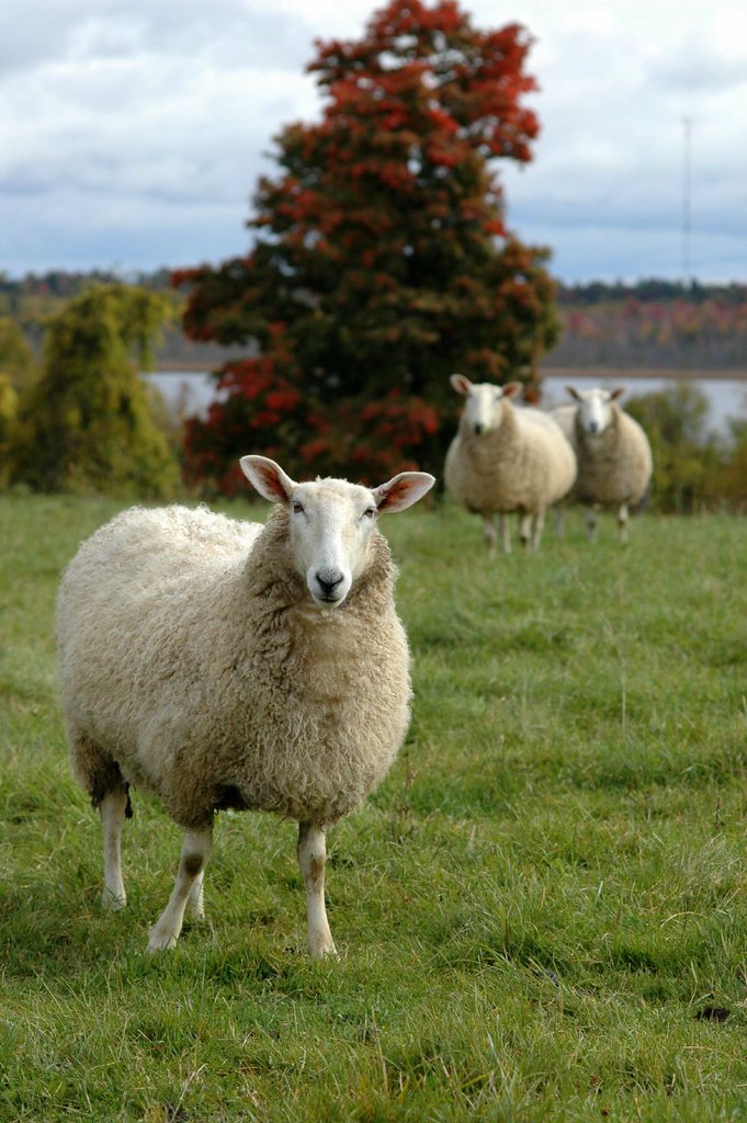 Lanark sheep - 11