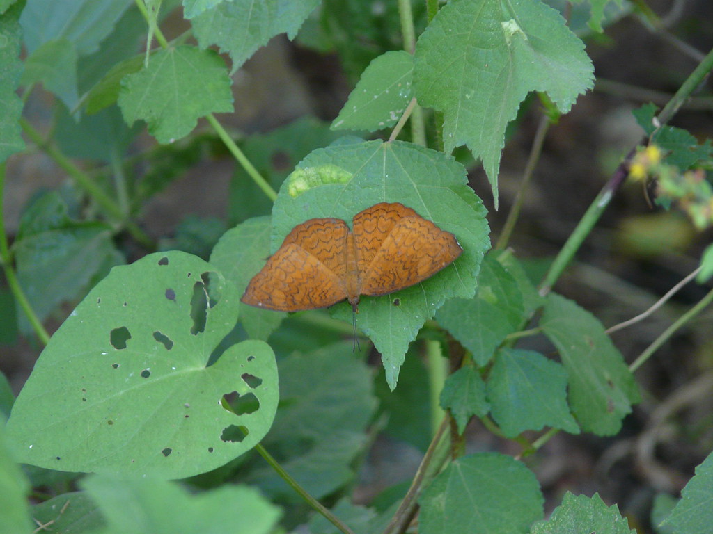 butterfly :: Ariadne merione (Cramer, 1777)