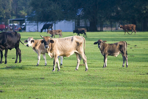 cow florida jacksonville eos30d
