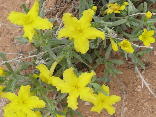 Narrow-Leaved Puccoon