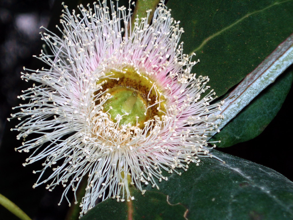 cuero Íncubo realimentación Flor de Eucalipto | Debido a su rápido crecimiento, los euca… | Flickr