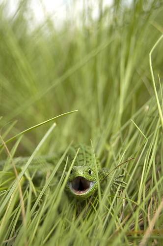 grass mouth lizard