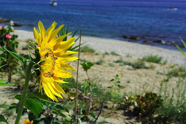 Sunflower on the beach