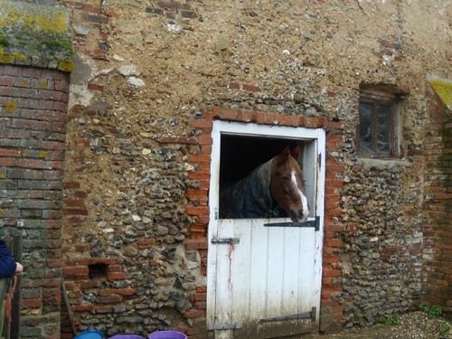 Horse that lives next to the old chapel Kelvedon circular