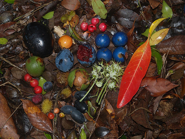 Rainforest Fruits