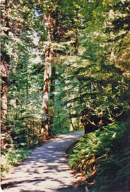 Stanley Park Trail