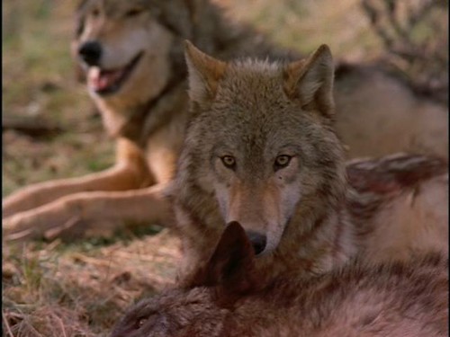 wolves | by Whitewolf Photography