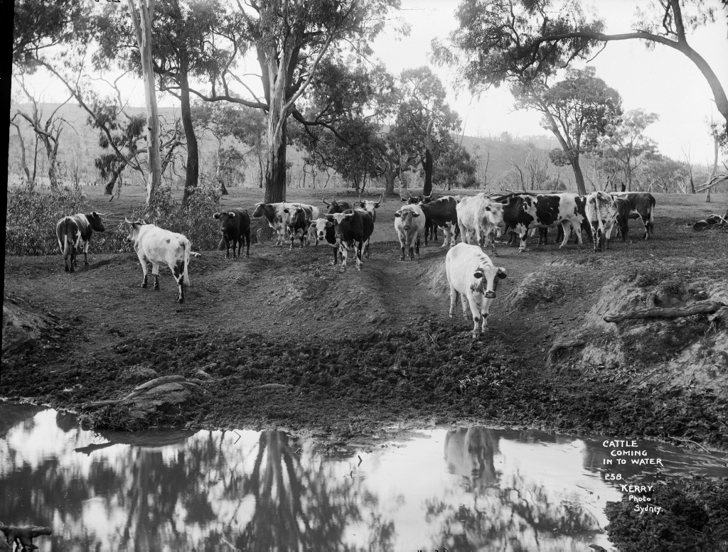 Cattle coming in to water | Format: Glass plate negative. Ri… | Flickr
