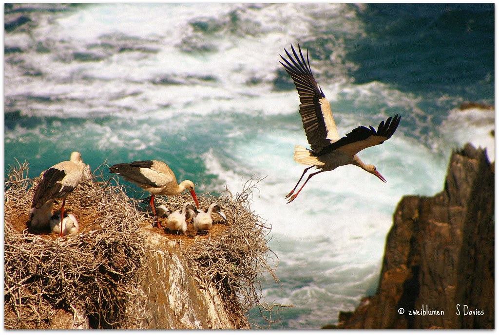 Storks at Cabo Sardão