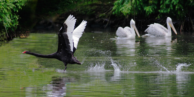 Black swan at it's take off