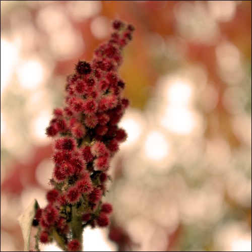 Fall Sumac | by Jeannot7