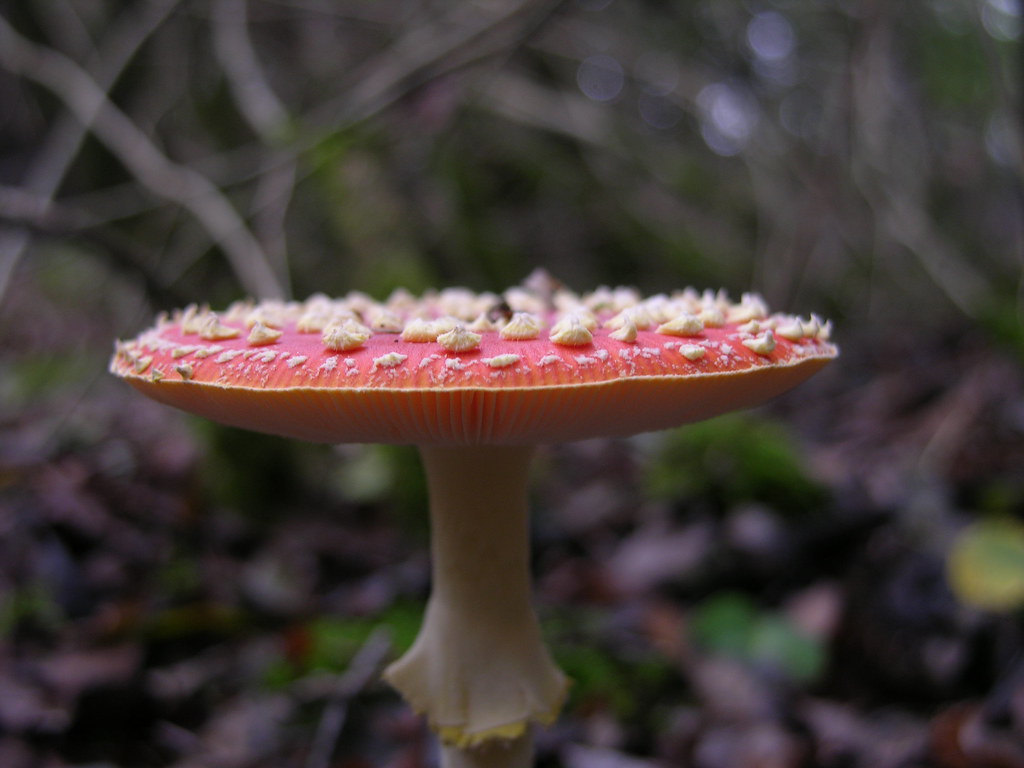 Fly Agaric